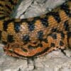 Vipera Aspis Snake Venom