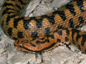 Vipera Aspis Snake Venom