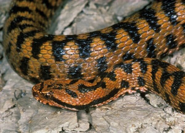 Vipera Aspis Snake Venom